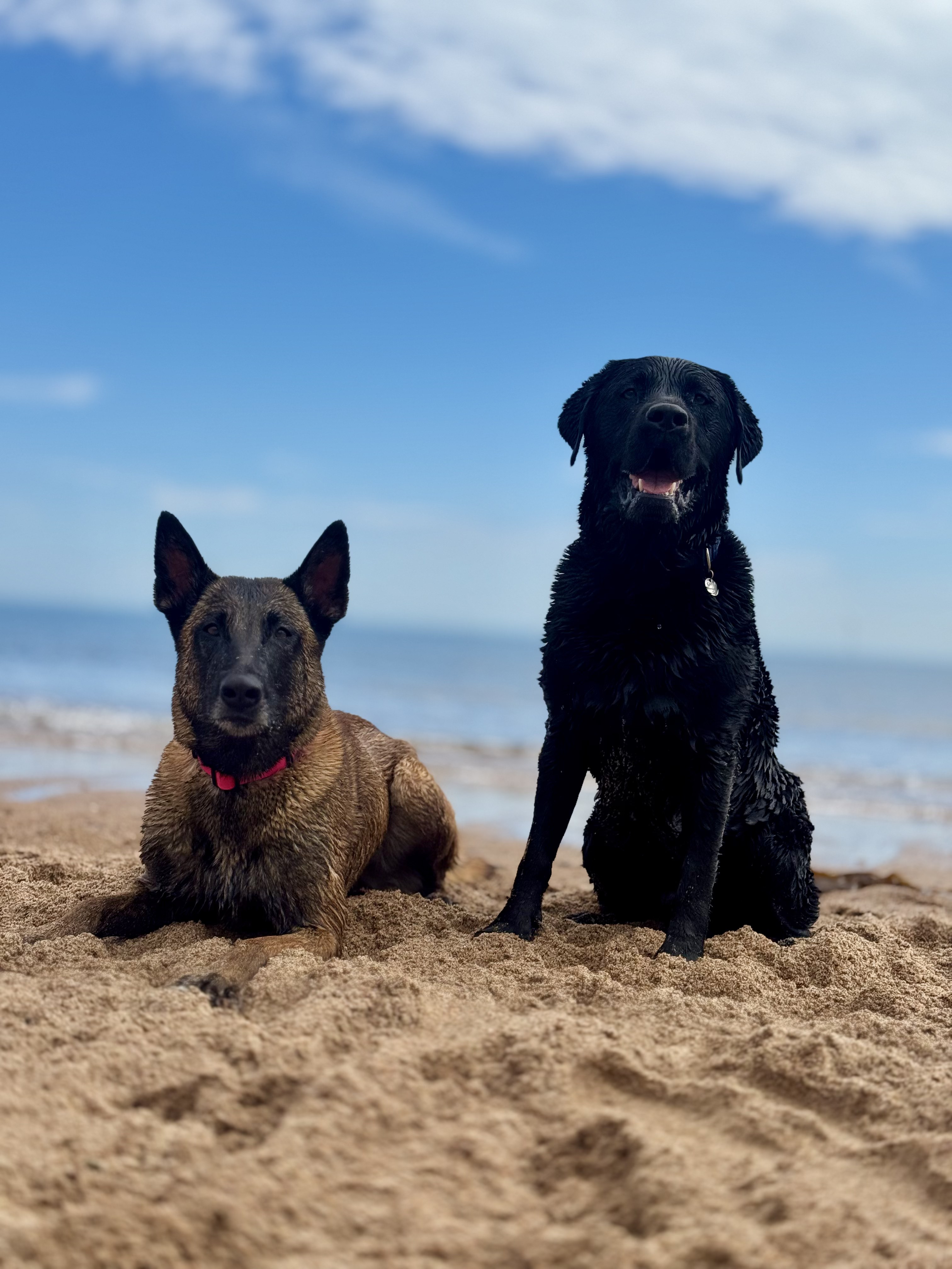 Trainer guiding a Labrador on a loose lead