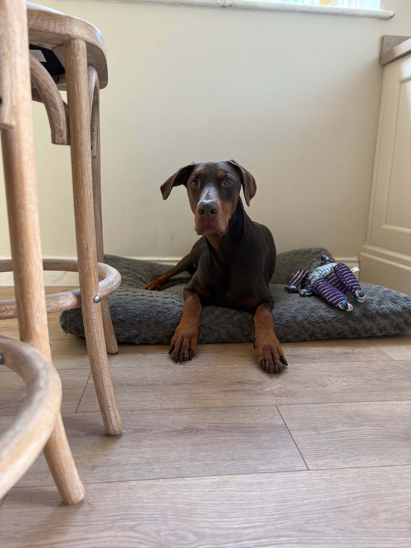 Doberman