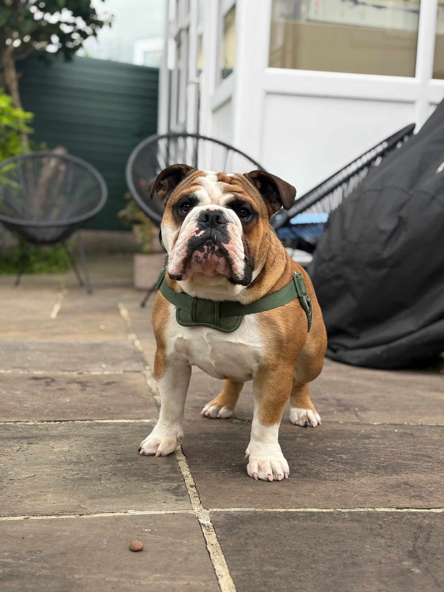 English bulldog